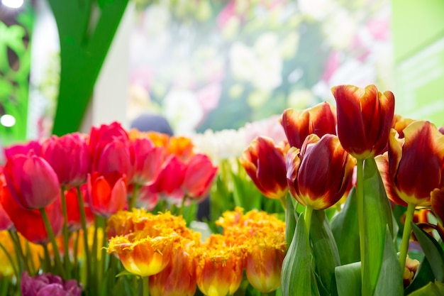 Tulipanes multicolores frescos en el campo