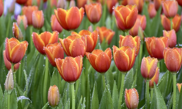 Tulipanes multicolores en los jardines de Chiang Rai, Tailandia.