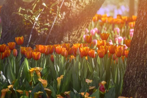 Tulipanes multicolores en los jardines de Chiang Rai, Tailandia.