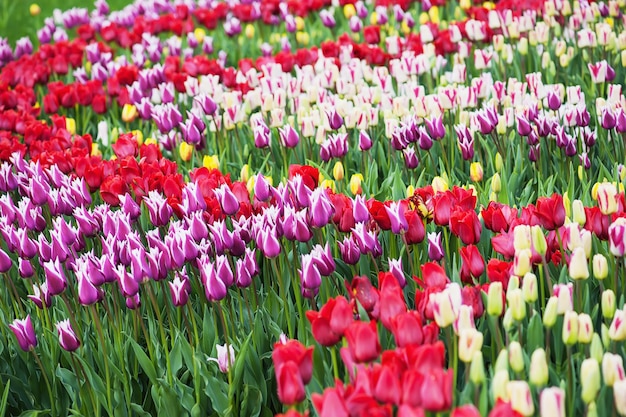 tulipanes multicolores