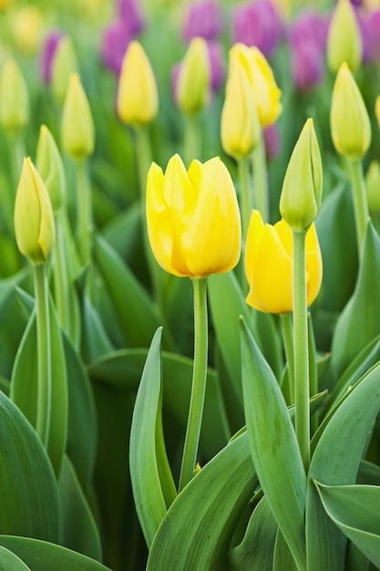 tulipanes multicolores