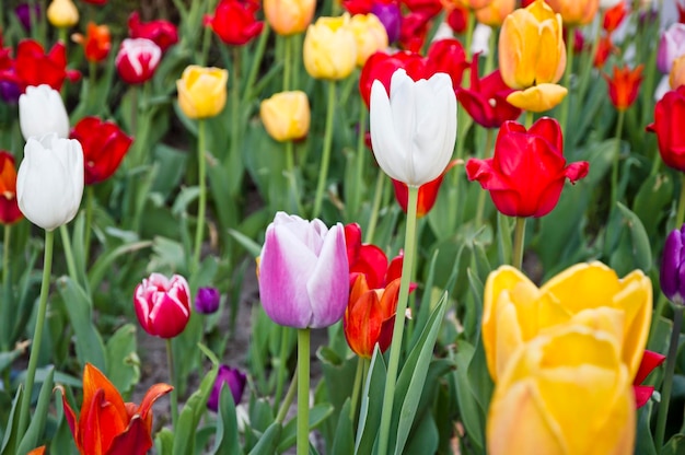 tulipanes multicolores