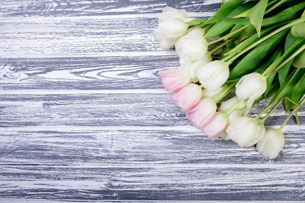 Tulipanes muy tiernos de color rosa y blanco sobre blanco, backgrou de madera gris