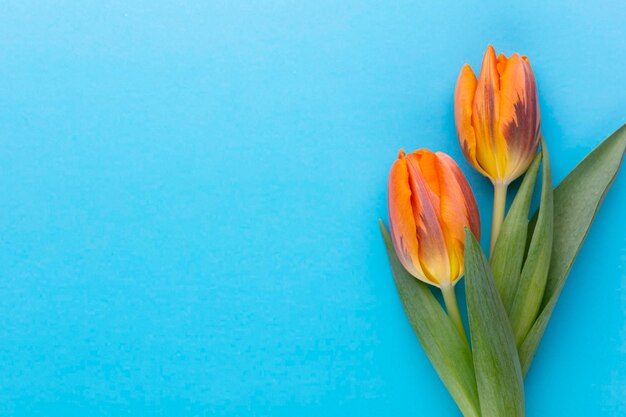 Tulipanes naranjas en el fondo de color con espacio de copia