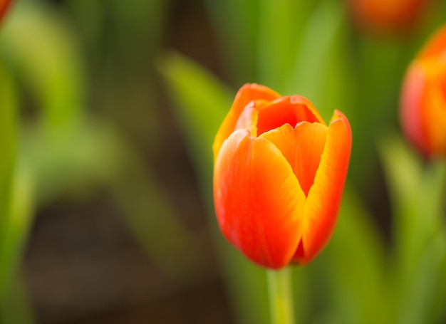 tulipanes naranjas en el jardín