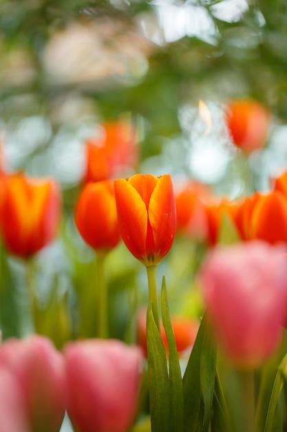 tulipanes naranjas en el jardín