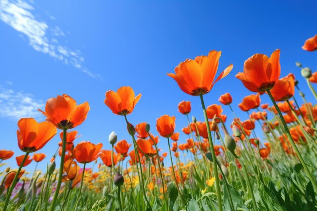 Tulipanes naranjas en plena floración contra el cielo azul creado con ai generativo