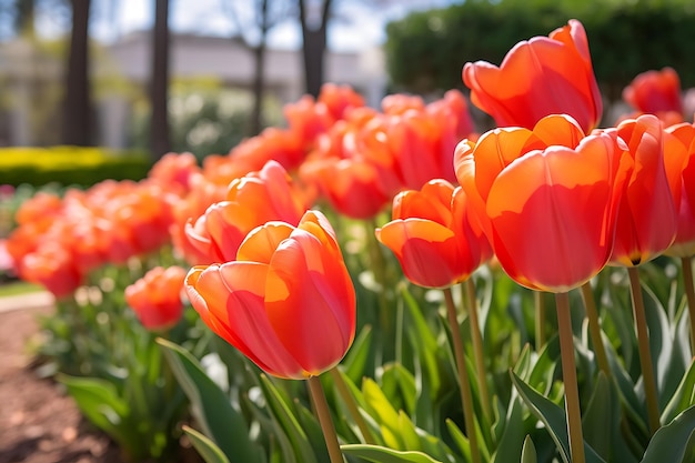 Tulipanes naranjas rojos en el lecho de flores en primavera en Rayong