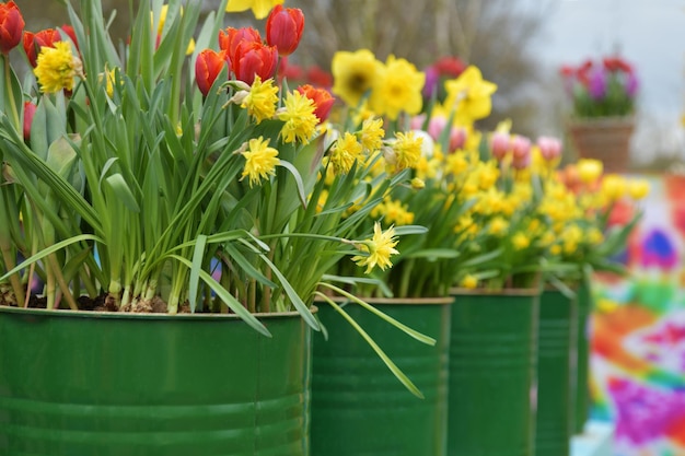 Tulipanes y narcisos en macetas de hojalata