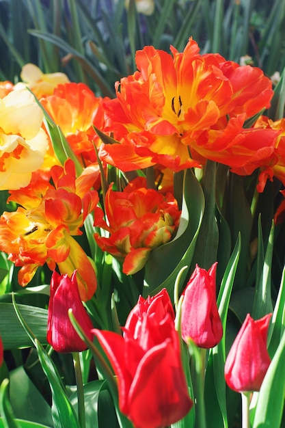 Tulipanes Orabge en flor en un día soleado en un jardín suave enfoque selectivo