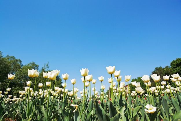 Tulipanes ornamentales en macizo de flores en el cielo azul