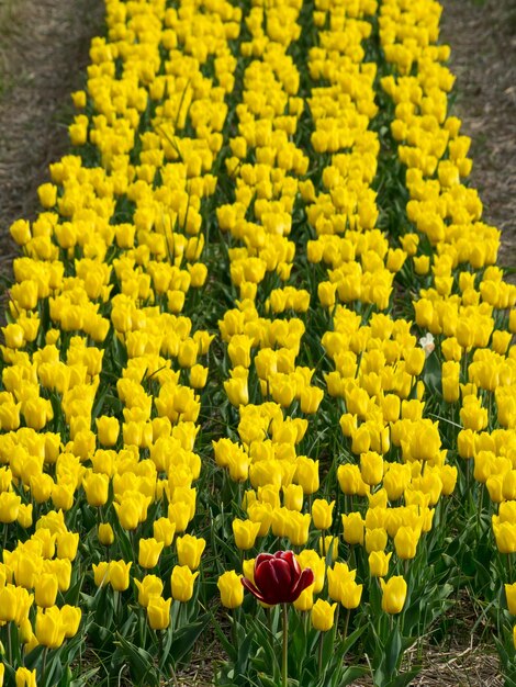 Los tulipanes en los Países Bajos