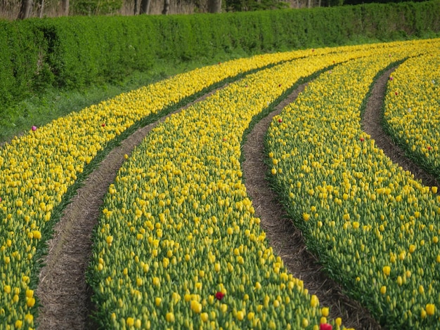 Los tulipanes en los Países Bajos