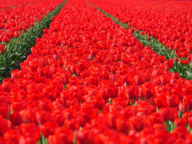 Foto los tulipanes en los países bajos
