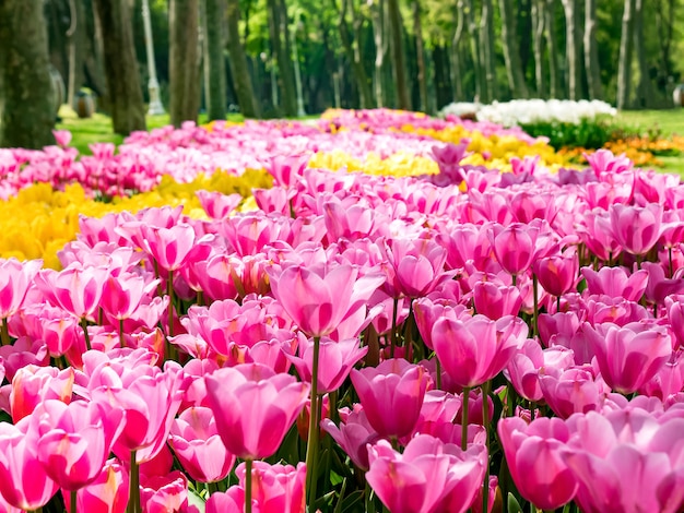 Tulipanes en el Parque Gulhane (Rosehouse), Estambul, Turquía