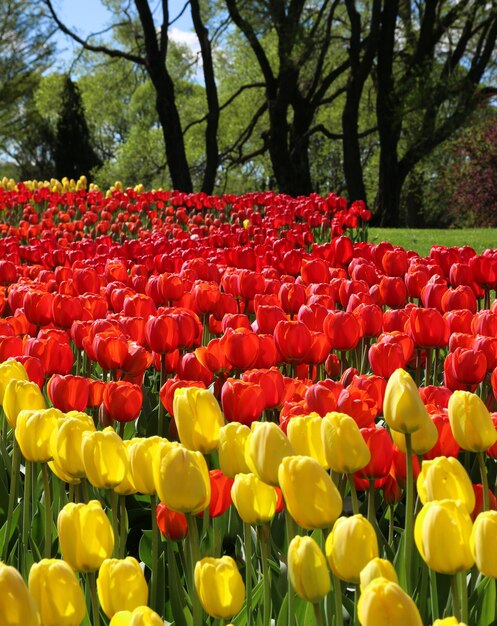 Los tulipanes en el parque de primavera