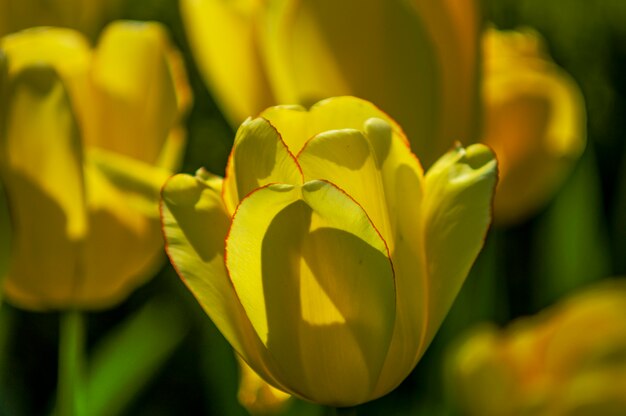 Tulipanes en el parque