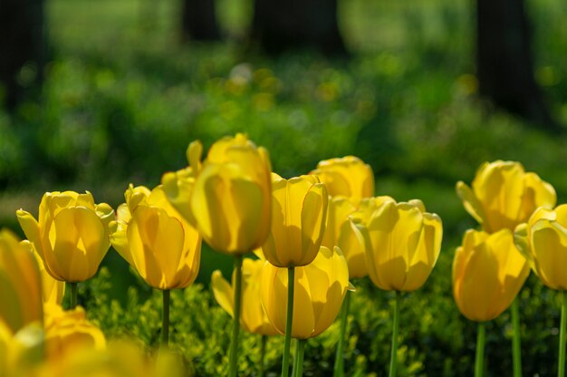 Tulipanes en el parque