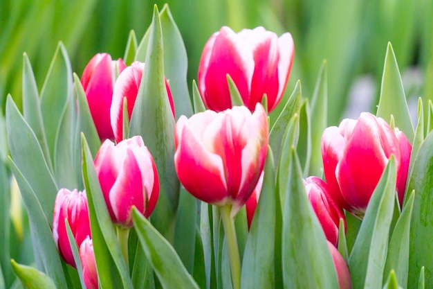 Tulipanes con pétalos de rosas y blancos.