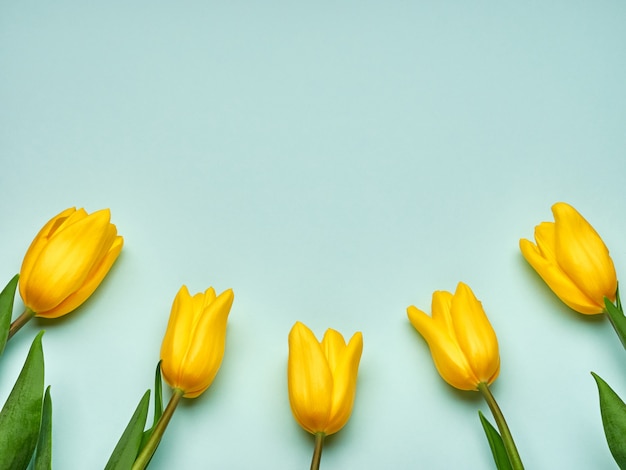 Tulipanes de primavera amarilla sobre fondo azul, espacio de copia del día de la mujer