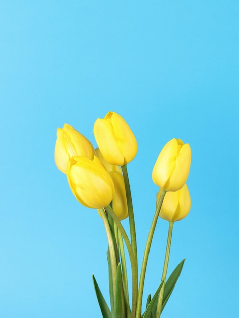 Tulipanes de primavera amarillos florecientes sobre un fondo azul