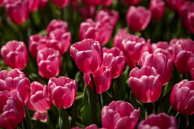 Tulipanes en primavera en el jardín o en el parque