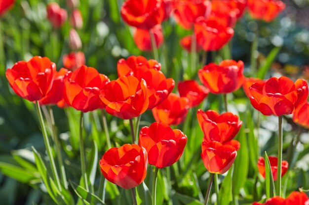 Tulipanes de primavera en el prado bajo los rayos del sol