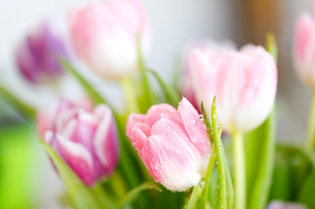 Tulipanes de primavera Ramo de flores frescas con gotas de agua