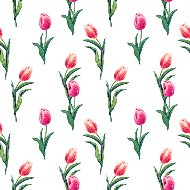 Tulipanes de primavera rojo, rosa Patrón transparente de acuarela con flores sobre un fondo blanco.