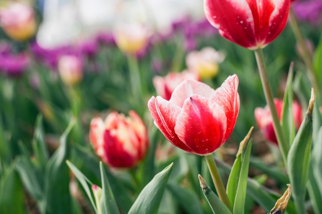 Tulipanes de primavera rosa