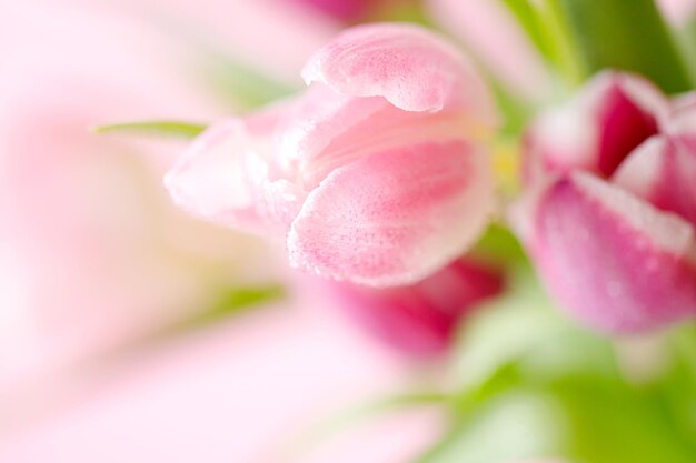 Tulipanes de primavera sobre fondo rosa Tarjeta de felicitación para el día de la madre