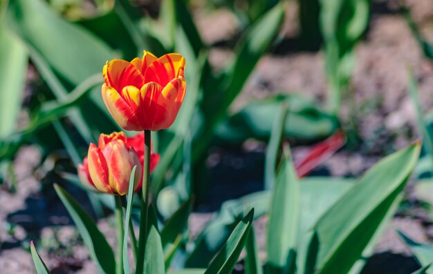 los tulipanes de primavera son agradables a la vista y crean un buen humor