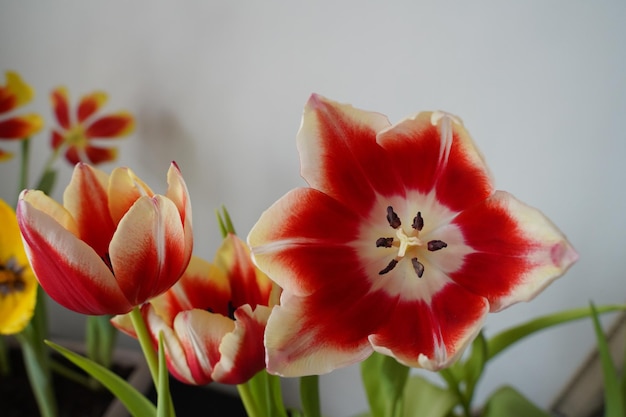 Los tulipanes de primavera tienen pétalos blancos con bordes rojos sobre un fondo de color claro