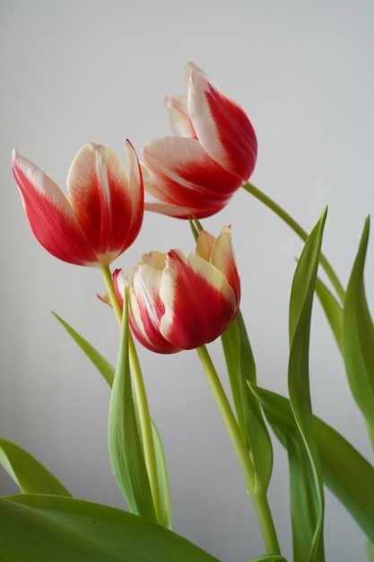 Los tulipanes de primavera tienen pétalos blancos con bordes rojos sobre un fondo de color claro