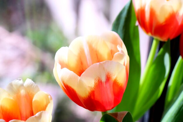 Tulipanes primaverales frescos y brillantes en un ramo