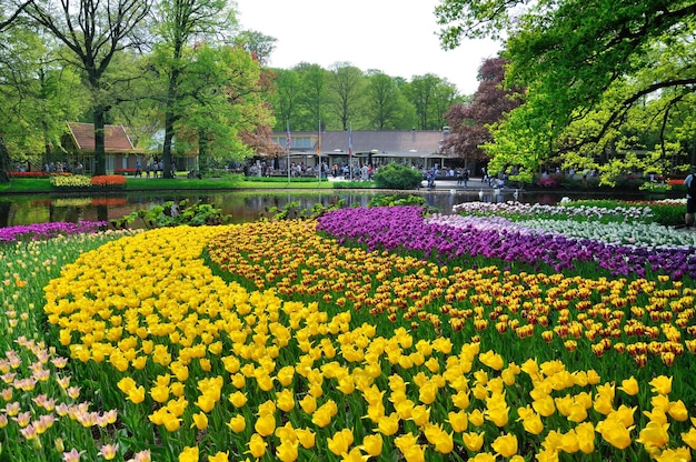 Tulipanes púrpuras y blancos amarillos rosados en el parque de Keukenhof en Holanda