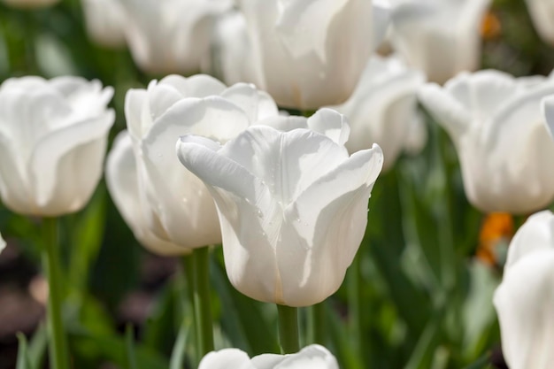 Tulipanes que crecen en la ciudad para decorar el parque de la ciudad