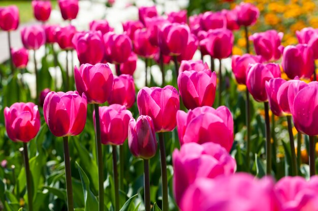 Tulipanes que crecen en la ciudad para decorar el parque de la ciudad