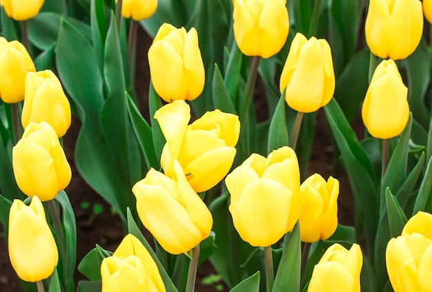 Tulipanes que crecen en un hermoso jardín en primavera