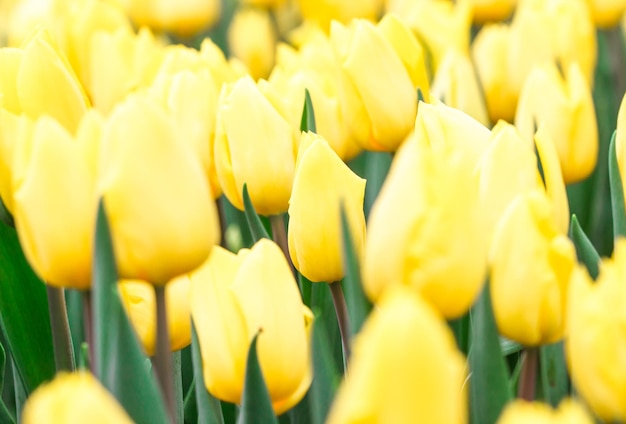 Tulipanes que crecen en un hermoso jardín en primavera