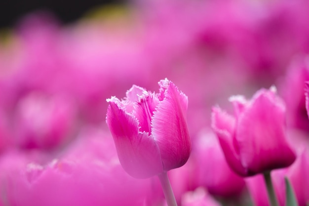 Tulipanes que crecen en un hermoso jardín en primavera