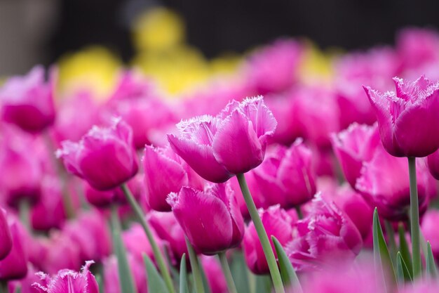 tulipanes que crecen en un hermoso jardín en primavera