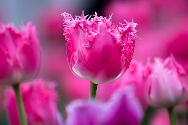 tulipanes que crecen en un hermoso jardín en primavera