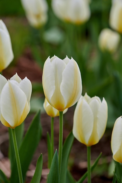 Tulipanes que crecen en un jardín verde en el patio trasero con un fondo natural Hermosas plantas con flores que florecen y florecen en un parque durante la primavera Bonita flora que florece en el campo