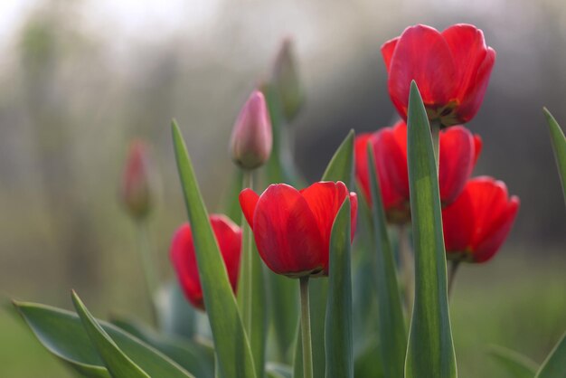 Tulipanes que crecen en el jardín.