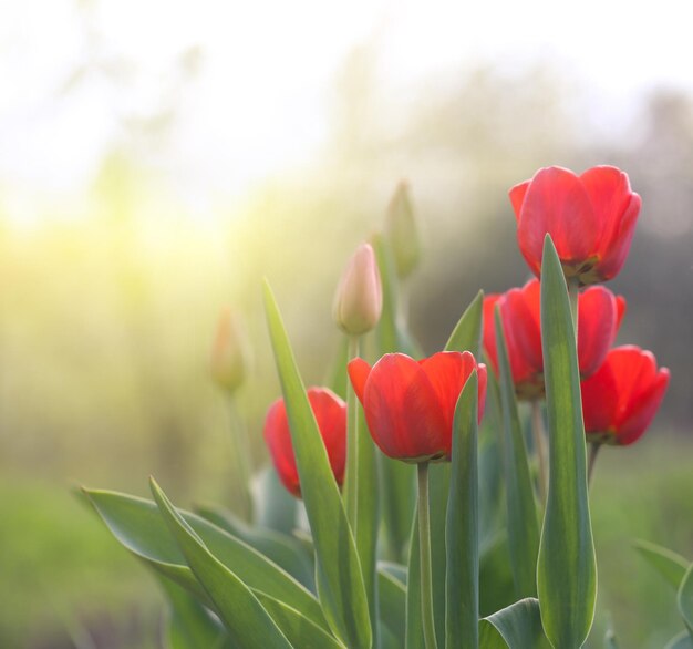 Tulipanes que crecen en el jardín.