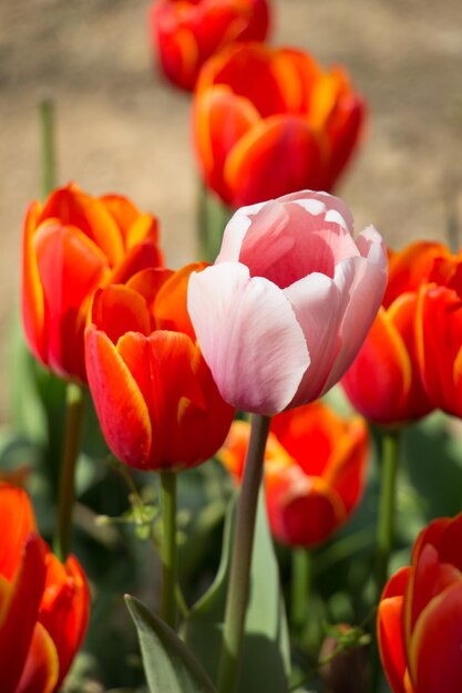 tulipanes que florecen en primavera