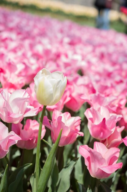 tulipanes que florecen en primavera