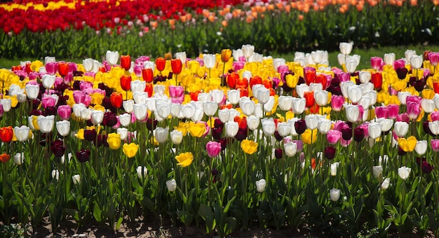 tulipanes que florecen en primavera