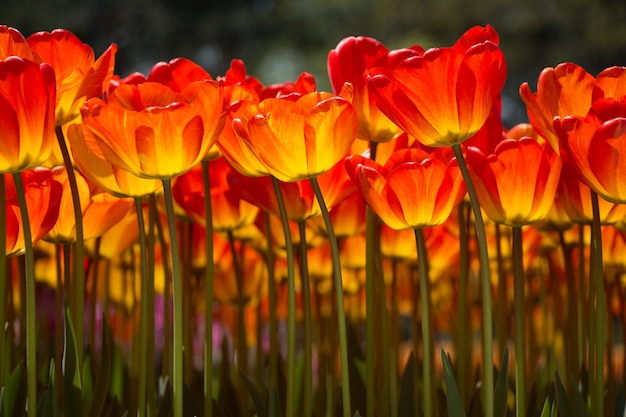 tulipanes que florecen en primavera